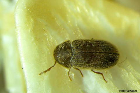 Brotkäfer (Stegobium paniceum) - Schädlingsbekämpfung Berlin / Adler ...